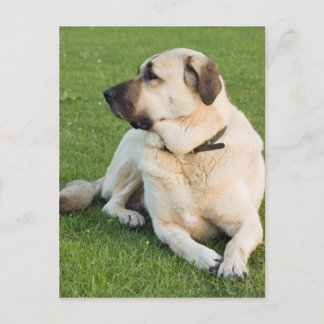 Postal Perro Pastor Anatoliano