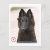 Perro pastor belga 9R096D-022