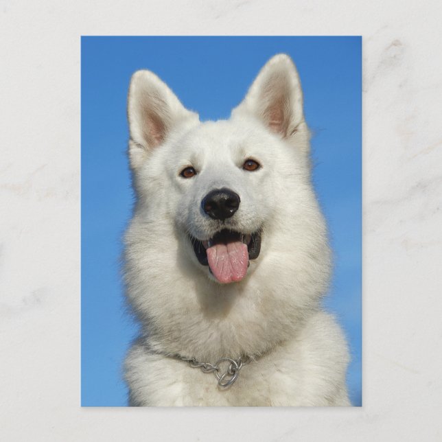 Postal Perro pastor suizo feliz (Anverso)