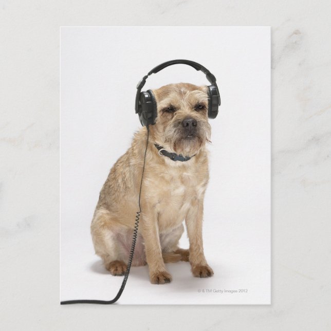 Postal Perro pequeño con auriculares (Anverso)