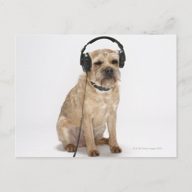 Postal Perro pequeño con auriculares (Anverso)