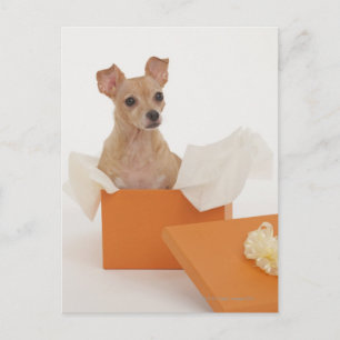 Postal Perro pequeño sentado en una caja de regalo