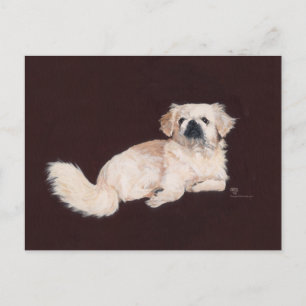 Postal Perro pequinés blanco
