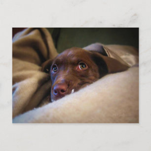 Postal Perro perrito del Sad Chocolate Lab Pittie