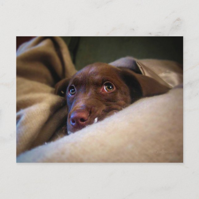 Postal Perro perrito del Sad Chocolate Lab Pittie (Anverso)