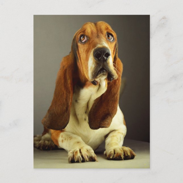 Postal Perro perrito perrito perrito perezoso, pensando e (Anverso)