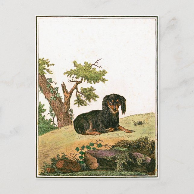 Postal Perro - perro de aguas de juguete continental (Anverso)
