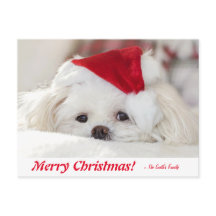 Perro picante maltés blanco y esponjoso en un Somb