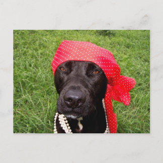 Postal Perro pirata, laboratorio negro, pasto verde de pa