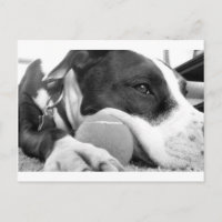 perro pitbull negro y blanco con pelota de aspecto