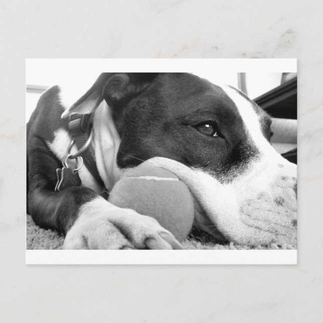 Postal perro pitbull negro y blanco con pelota de aspecto (Anverso)