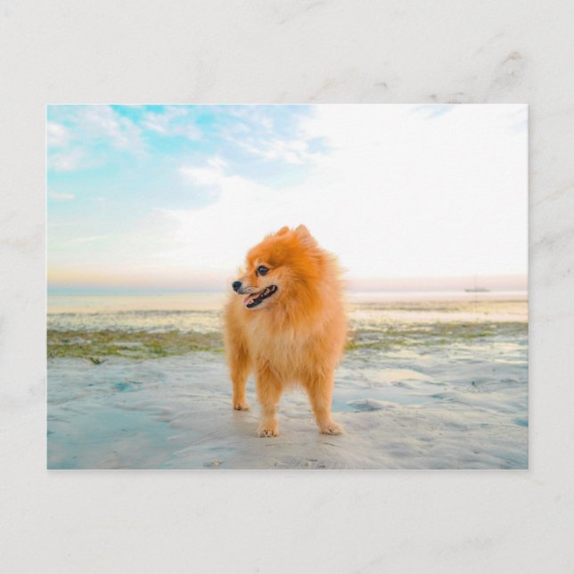 Postal Perro Pomerania Naranja en la Playa (Anverso)
