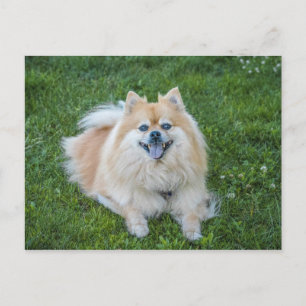 Postal Perro Pomerania Sable Crema