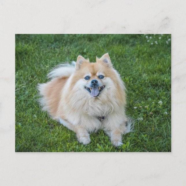 Postal Perro Pomerania Sable Crema (Anverso)