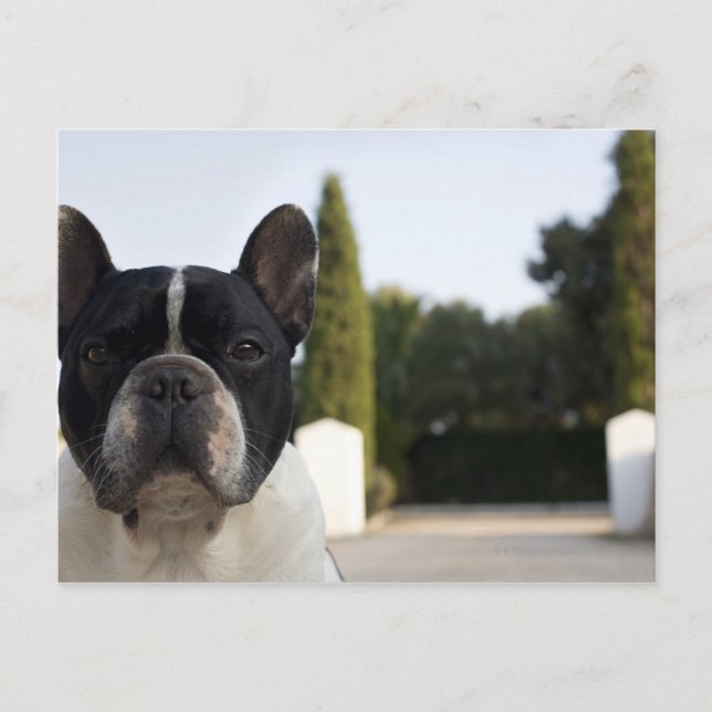 Postal Perro por entrada (Anverso)