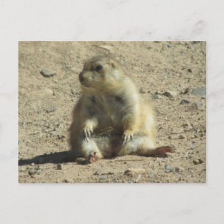 Postal Perro Prairie