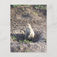 Perro príncipe, vida salvaje, criador lindo, Wichi