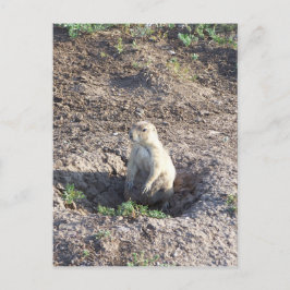 Postal Perro príncipe, vida salvaje, criador lindo, Wichi