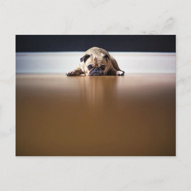 Postal Perro Pug Cachorro Grumpy Mascota animal agudo (Anverso)