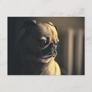 Postal Perro Pug Mascota de cachorro Cañón animal Purebre