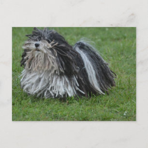 Postal Perro Puli Adorable