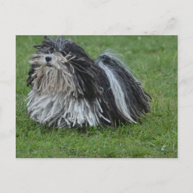 Postal Perro Puli Adorable (Anverso)