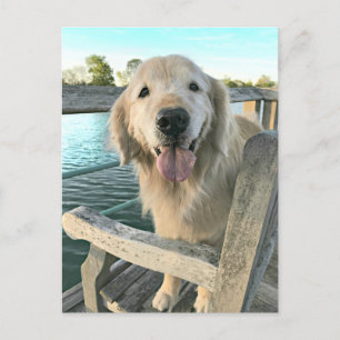 Postal Perro recuperador de oro pensando en ti