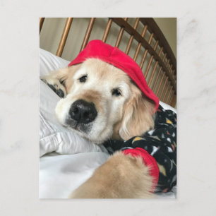 Postal Perro Retriever Dorado con Pijama Recupérate Pront