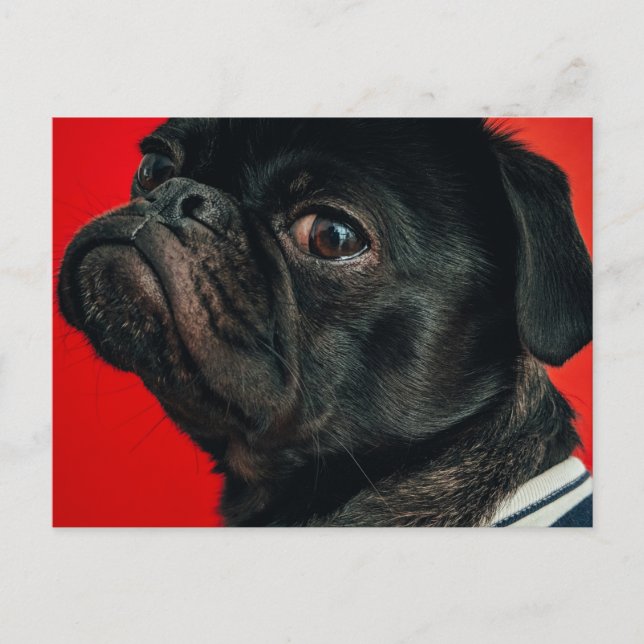Postal perro rojo (Anverso)