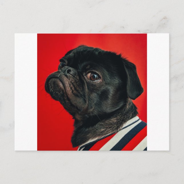 Postal perro rojo (Anverso)