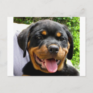 Postal Perro rottweiler