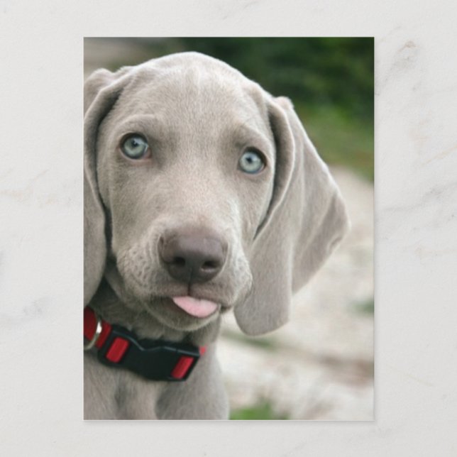 Postal Perro sacando la lengua (Anverso)