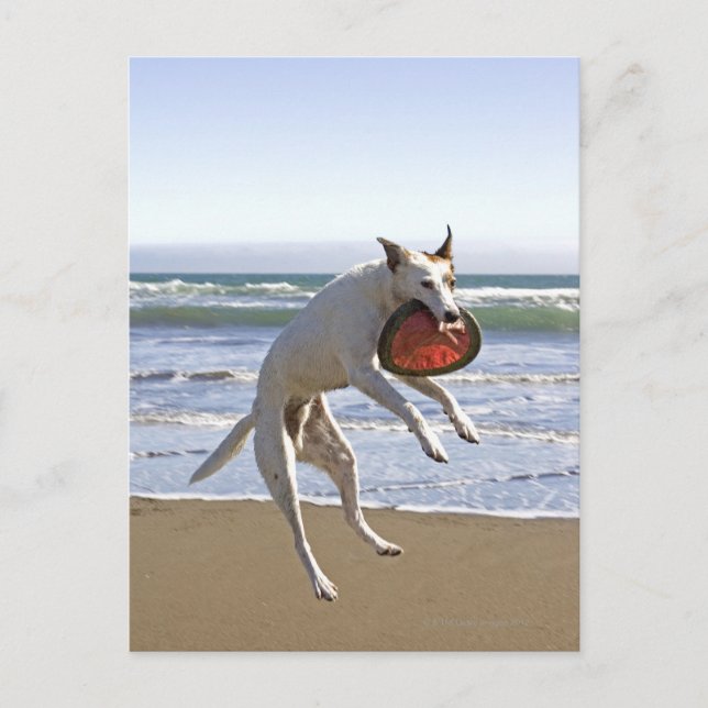 Postal Perro saltando para atrapar una abeja en la playa (Anverso)