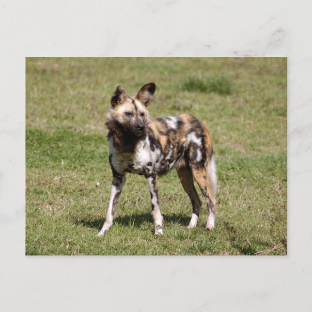 Postal perro salvaje-africano-015 (Anverso)