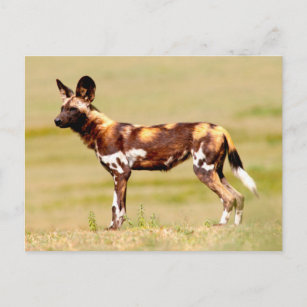 Postal Perro salvaje africano (Lycaon Pictus) de pie