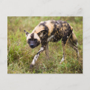 Postal Perro salvaje africano (Lycaon Pictus), juego de M