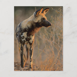 Postal Perro salvaje africano (Lycaon Pictus), Kruger