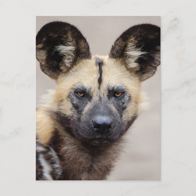 Postal Perro salvaje africano (perro pintado) (Anverso)