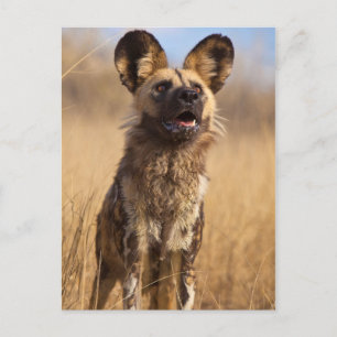 Postal Perro Salvaje Pintado Africano