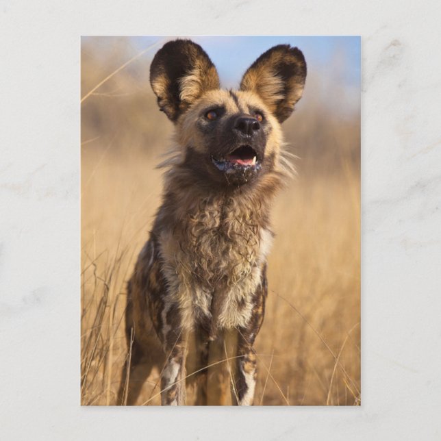 Postal Perro Salvaje Pintado Africano (Anverso)