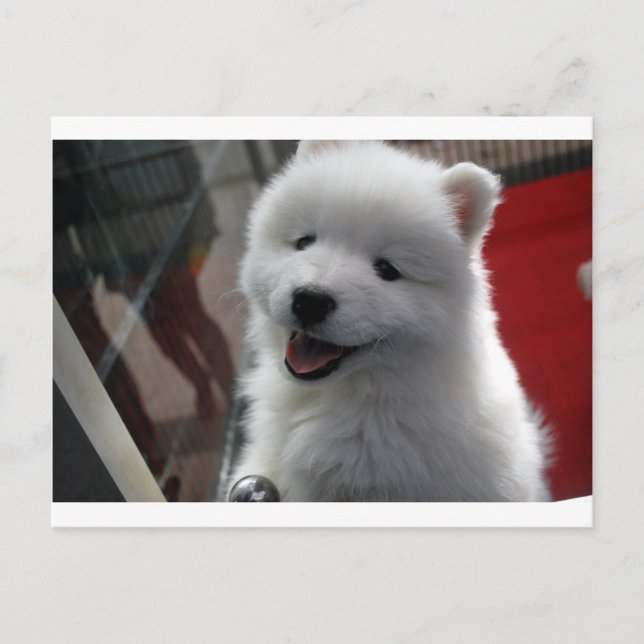Postal Perro Samoyed (Anverso)