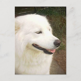 Postal Perro Samoyed blanco dulce bonito