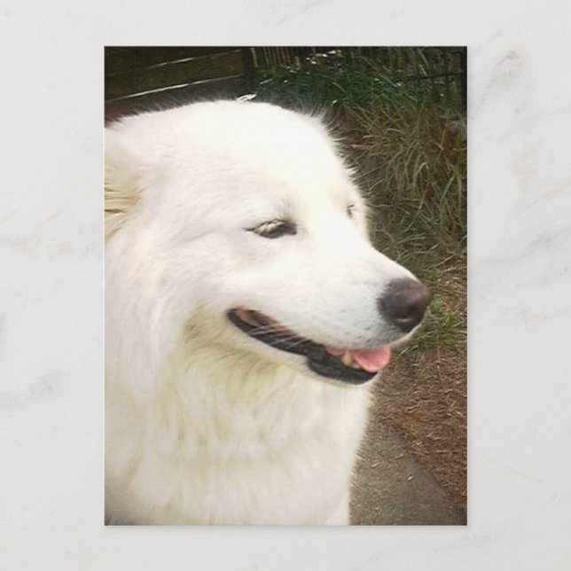 Postal Perro Samoyed blanco dulce bonito (Anverso)