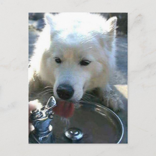 Postal Perro Samoyed blanco dulce de bonito (Anverso)