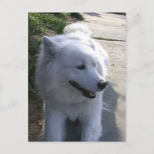 Postal Perro Samoyed blanco dulce de bonito