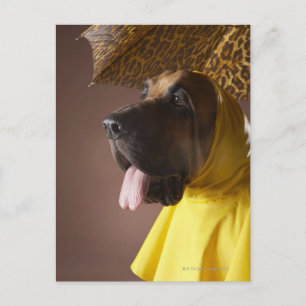 Postal Perro sangriento.