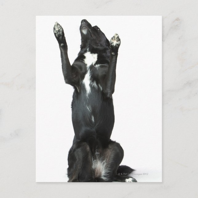 Postal Perro sentado con patas arriba (Anverso)