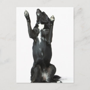 Postal Perro sentado con patas arriba
