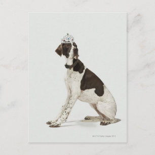 Postal Perro sentado con una tiara en la cabeza