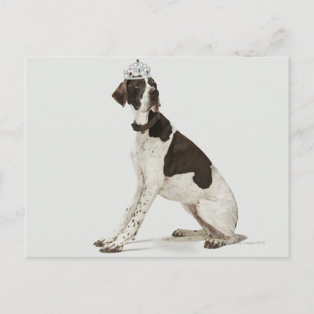 Postal Perro sentado con una tiara en la cabeza (Anverso)